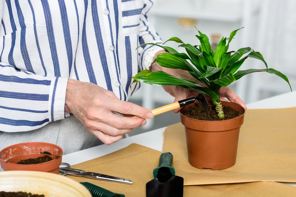 Close-up of senior woman cultivating a houseplant in a pot